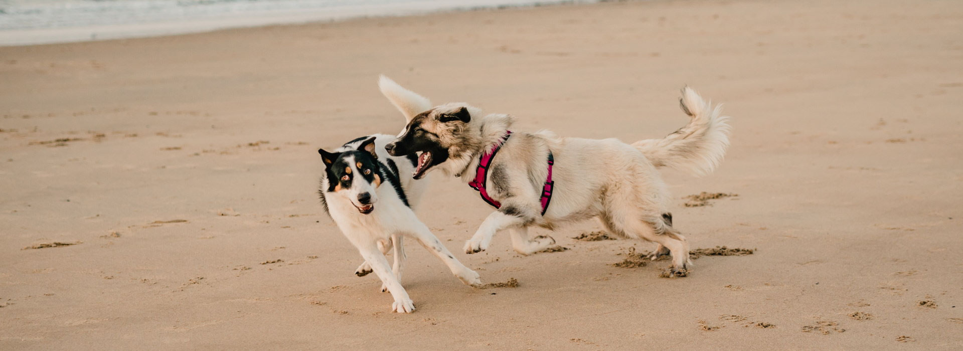 Strandpföchen Breskens Urlaub mit Hund